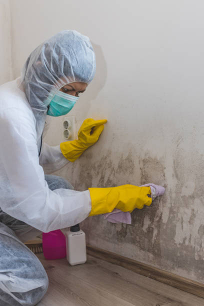Best Crawl Space Mold Remediation  in Cairo, IL