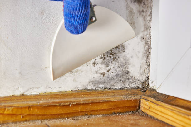 Best Post-Construction Mold Inspection  in Cairo, IL