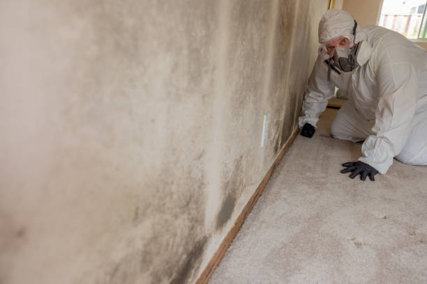 Best Mold Damage Restoration  in Cairo, IL