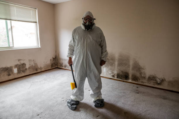 Best Mold Removal for HVAC Installations  in Cairo, IL